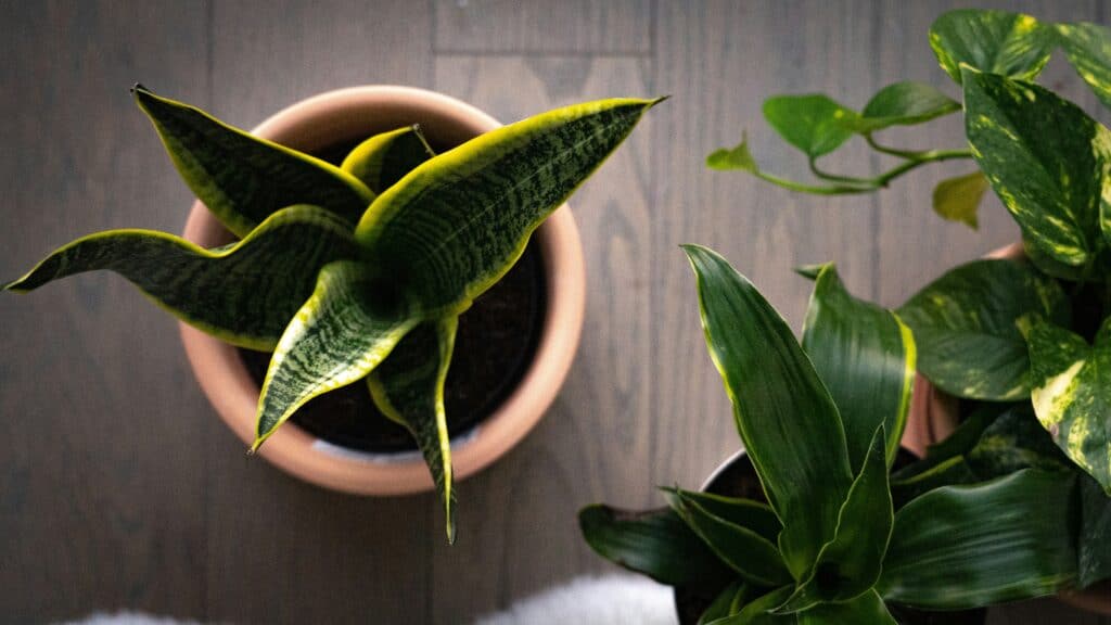 Are Snake Plants Pet Friendly
