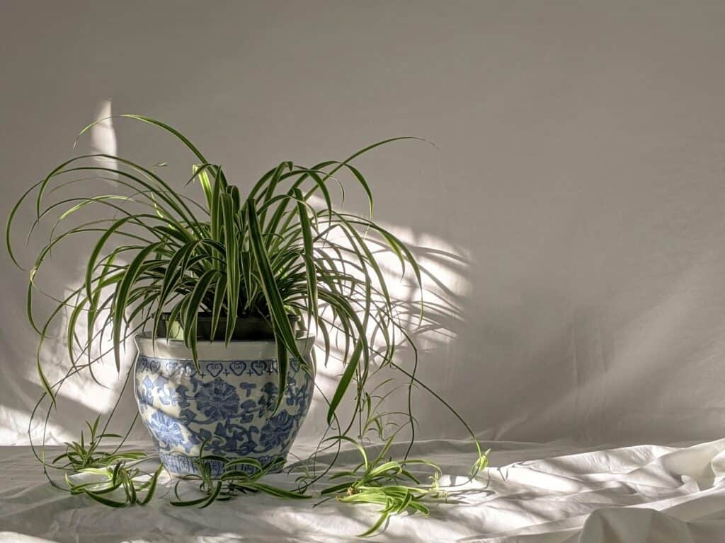 Are Spider Plants Pet Friendly