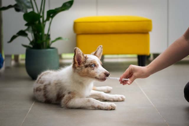 is Pet Friendly Vet Care Expensive