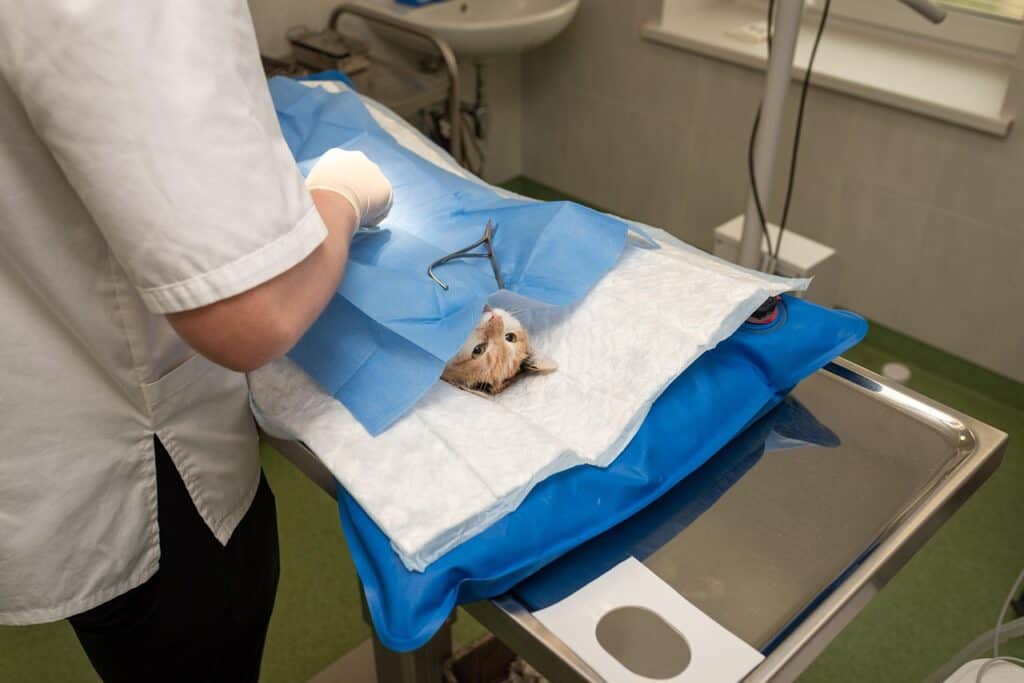 Cat Friendly Vet Clinics