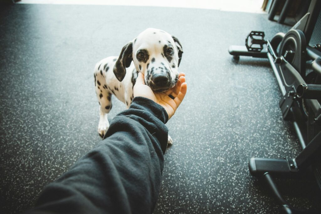 Why Choose Pet Friendly Pet Insurance