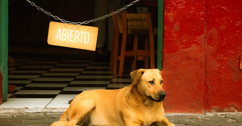 Dog Friendly Places Near Me Open Now