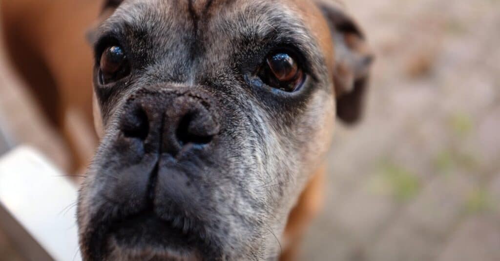 Why Hotels Should Be Pet Friendly