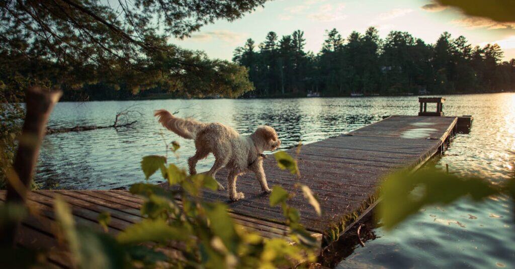 How to Book a Pet Friendly Hotel Room