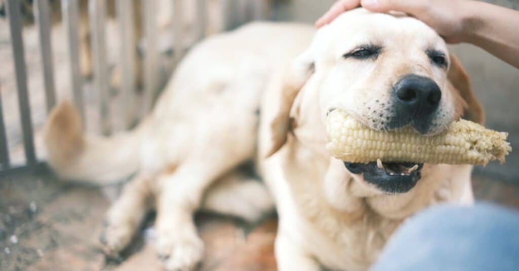 a labrador retriever-enjoys a corn cob