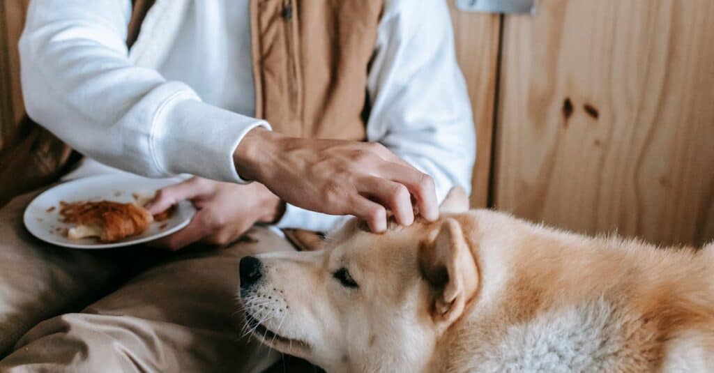 Dog Friendly Shopping Centers