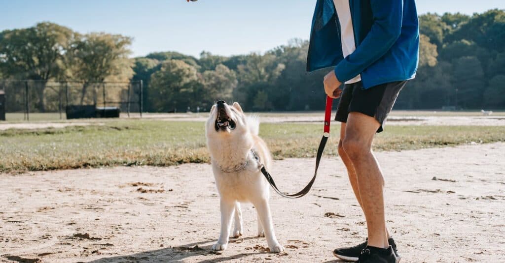 What Does a Pet Friendly Hotel Mean