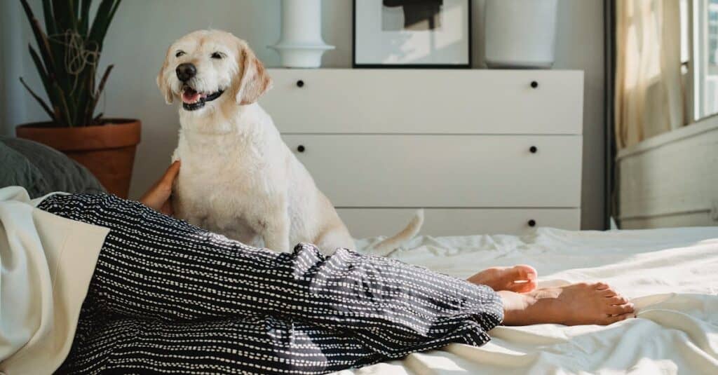 Is Joann Fabrics Pet Friendly