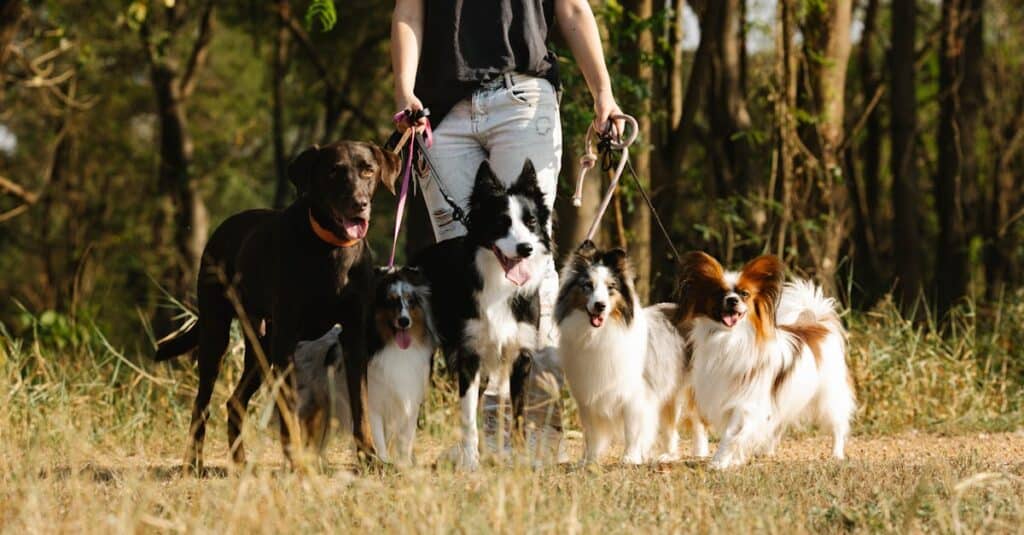 Pet Friendly Activities