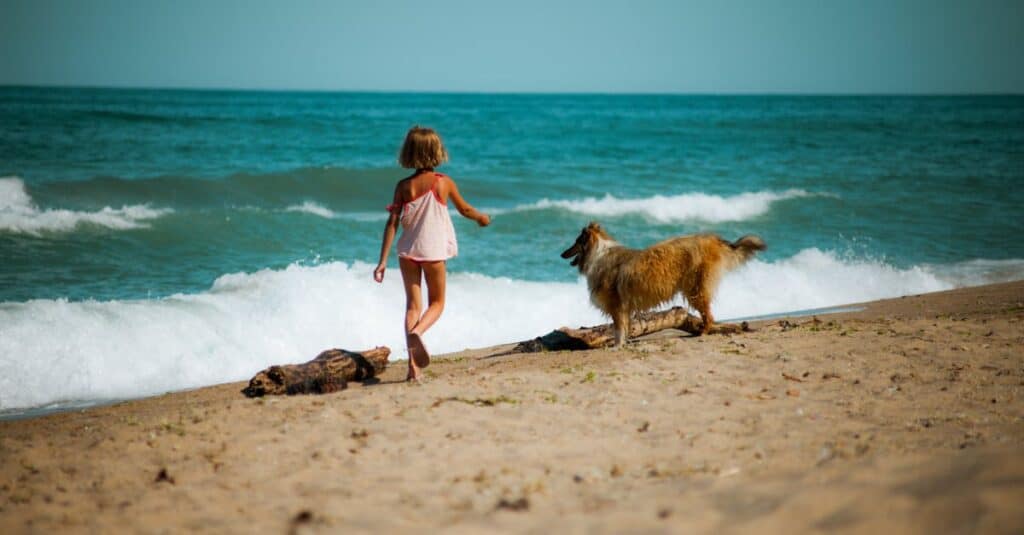 Are Pet Friendly Hotels Safe