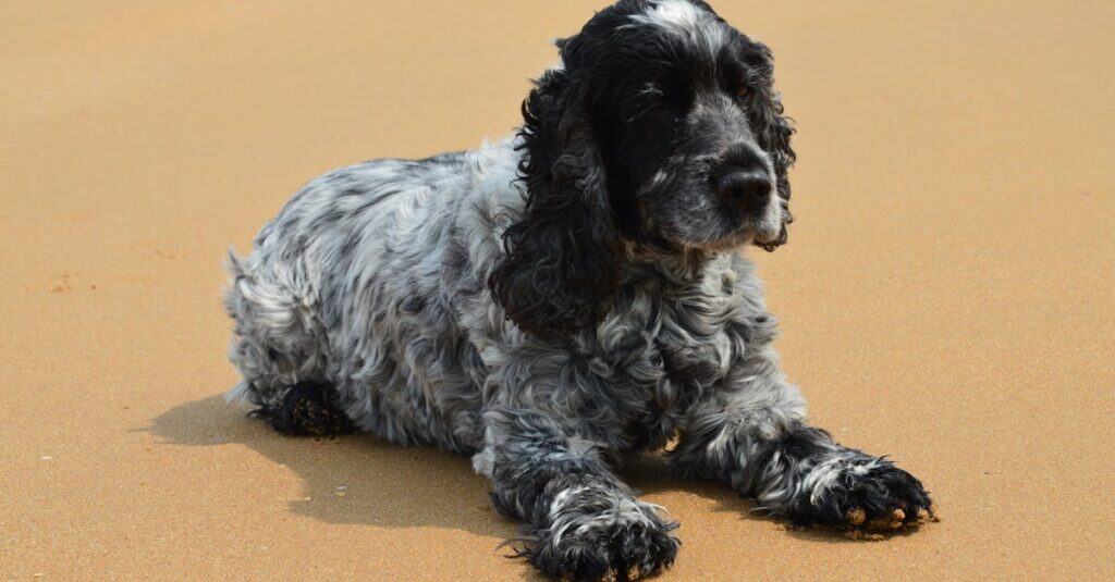 Dog Friendly Vacation Destinations