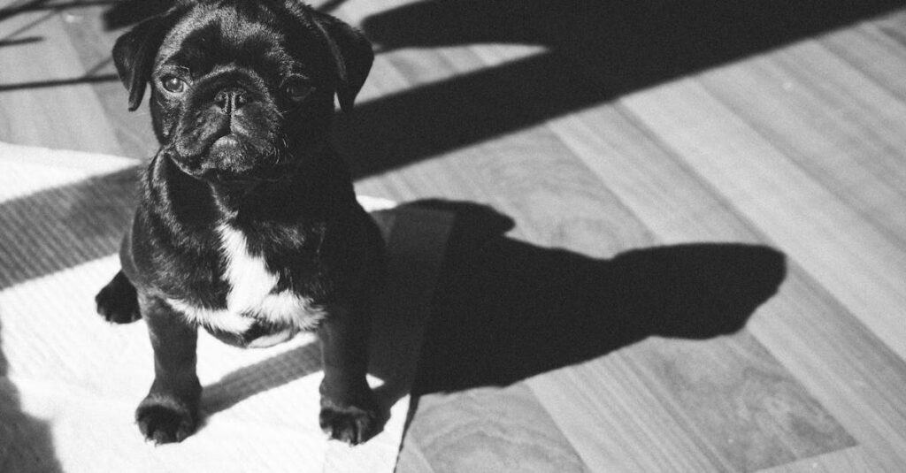 Why Not to Stay in Pet Friendly Hotels