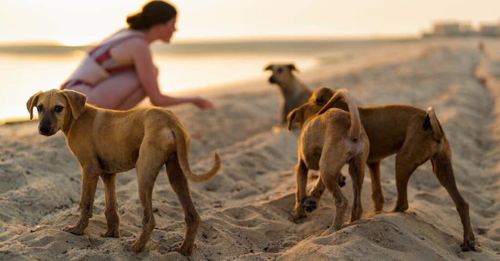 Dog Friendly Vacations East Coast