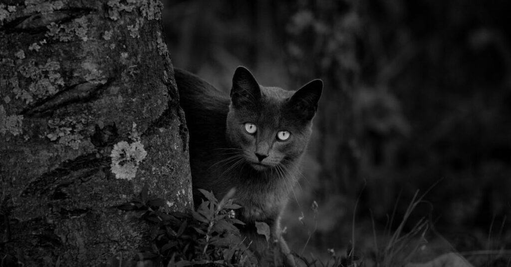 black and white of attentive cat