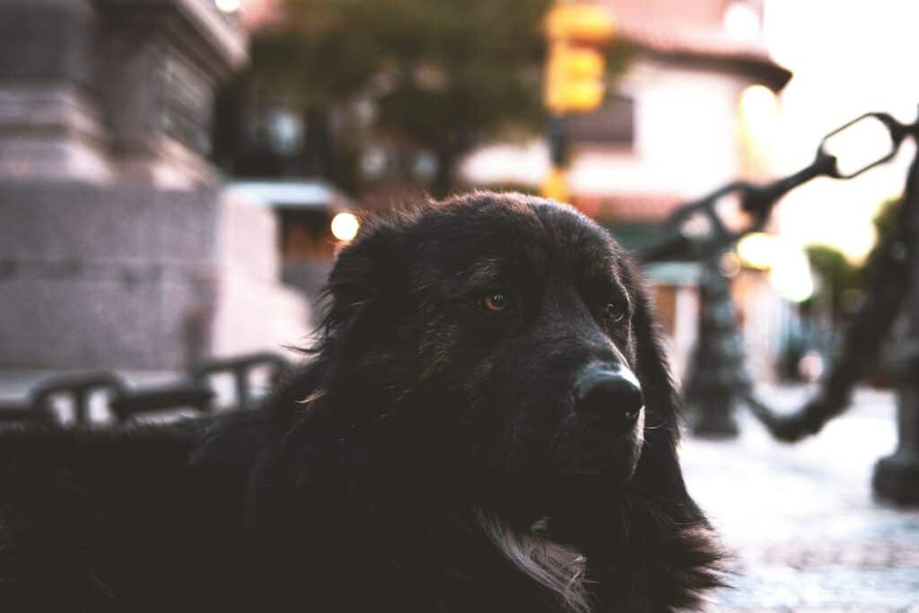 Pet Friendly Apartment Search