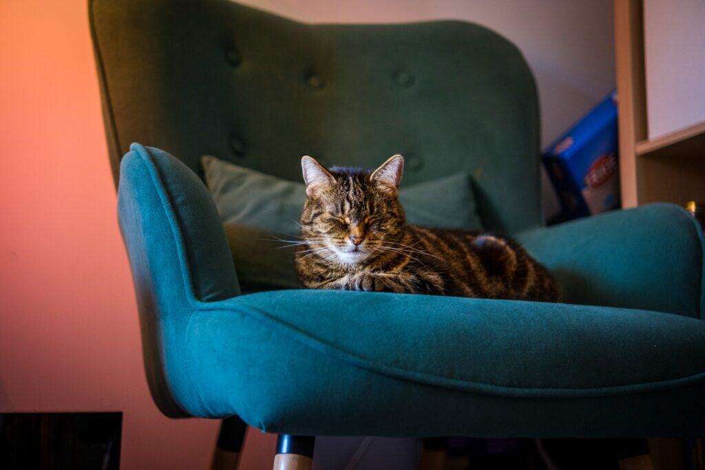 Cat Friendly Furniture