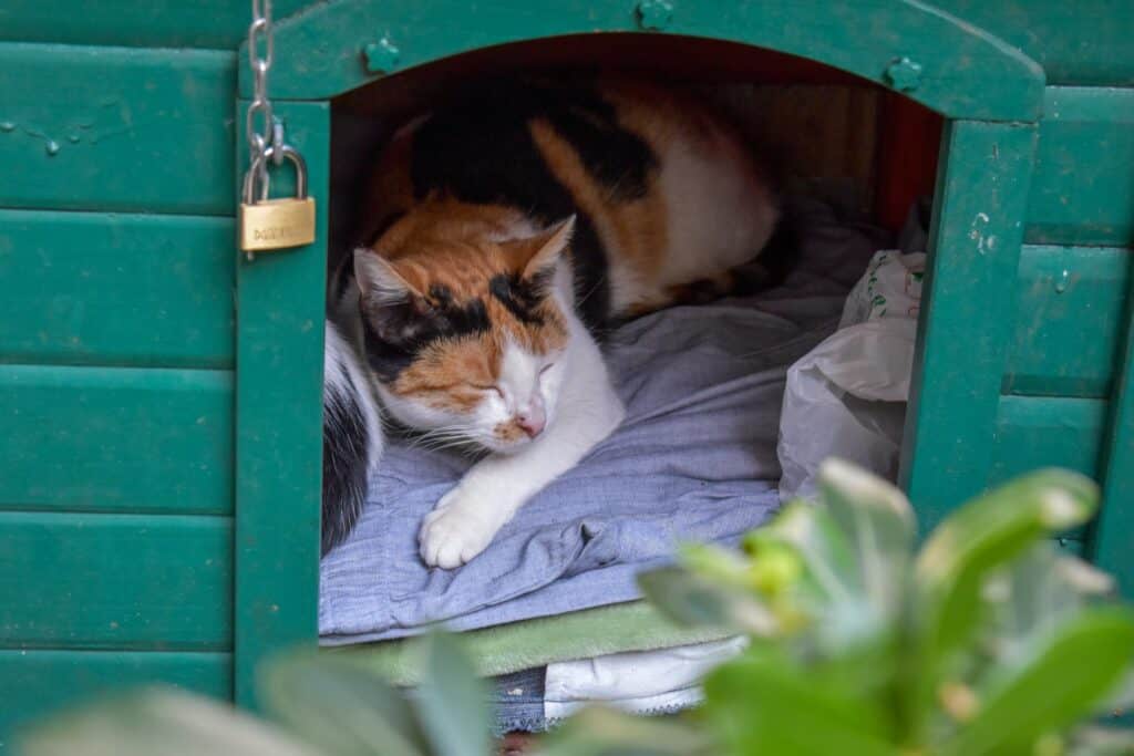 Are Pet Shelters Pet Friendly