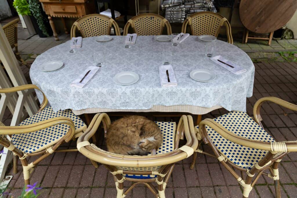 Cat Friendly Dining