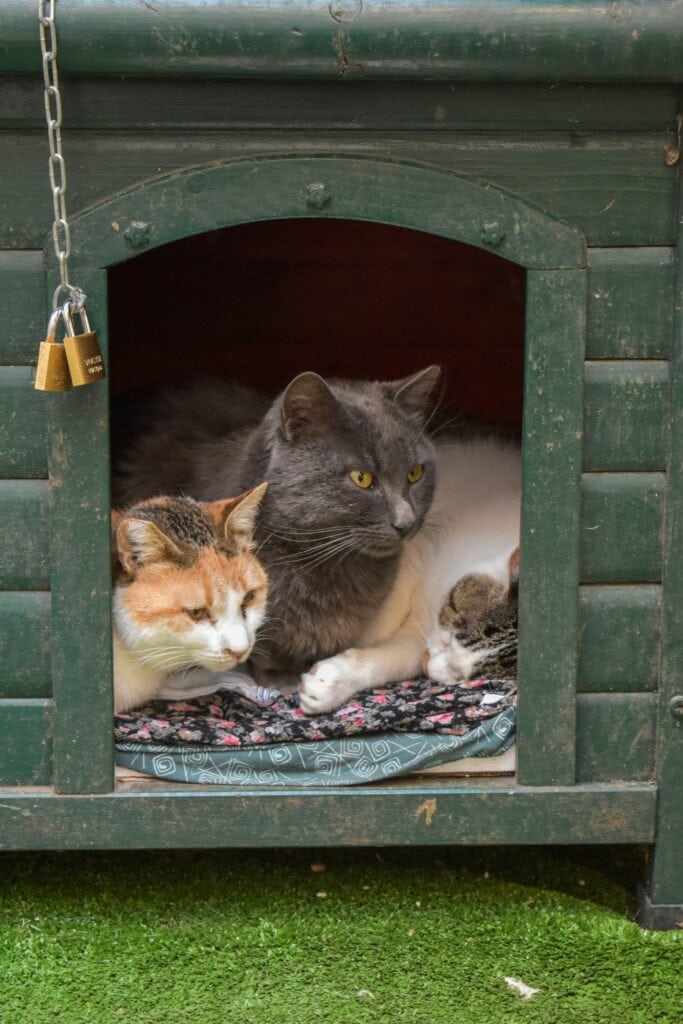 cats house