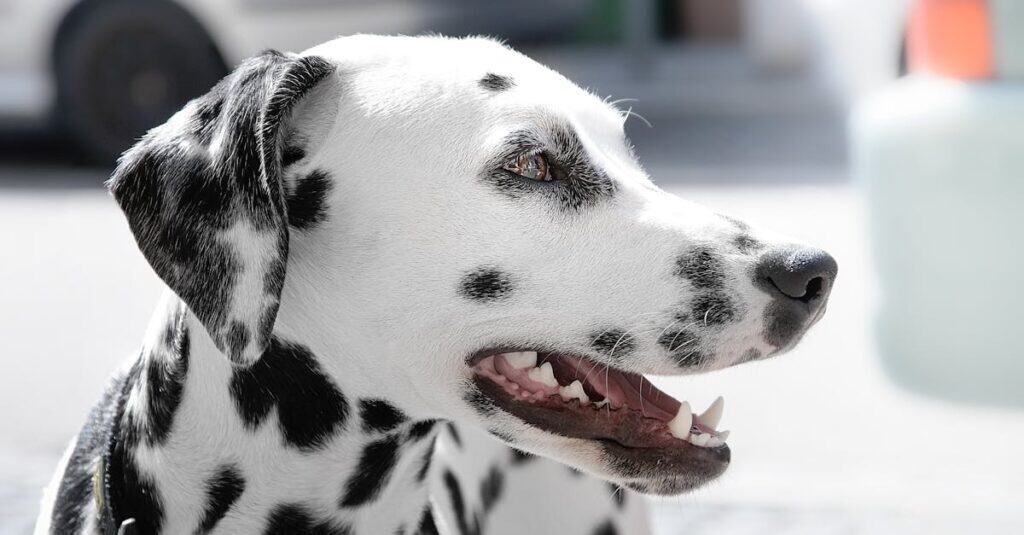 Why Are Pet Friendly Hotels More Expensive
