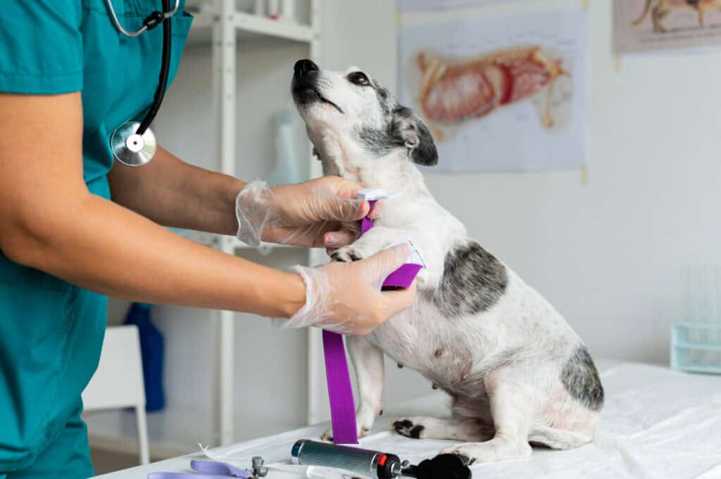 Pet Friendly Pet Health Resources