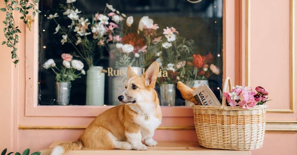 Dog Friendly Shopping Malls