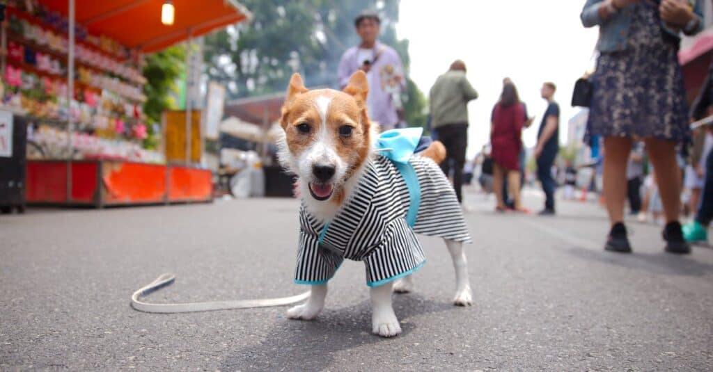 Fun Places to Take Your Dog