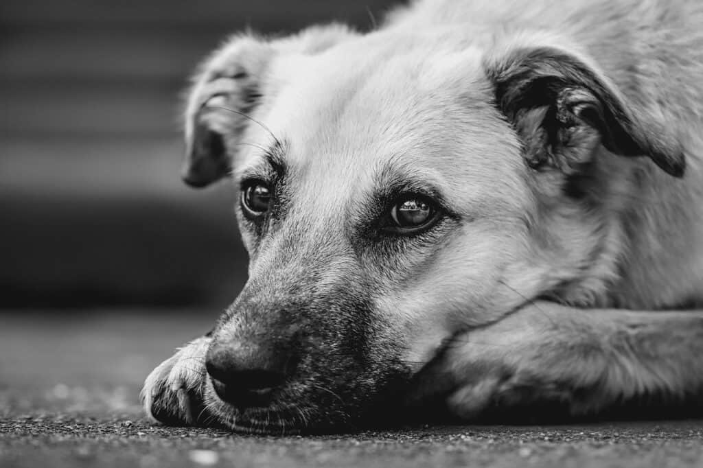 Dog Friendly Community Events