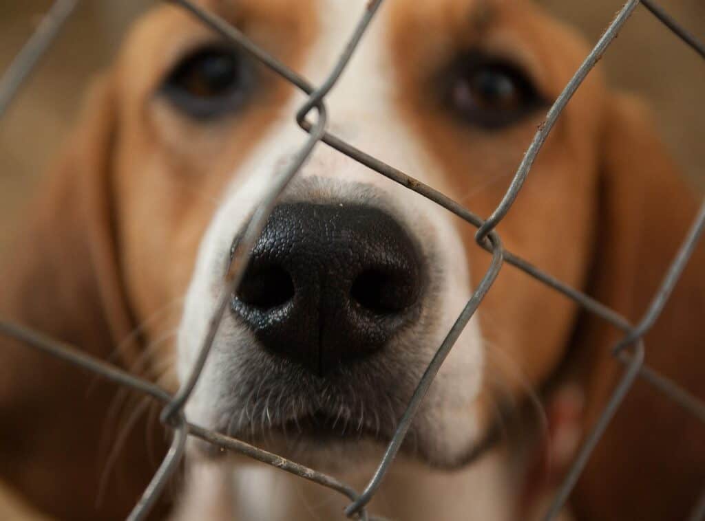 Dog Friendly Kennels