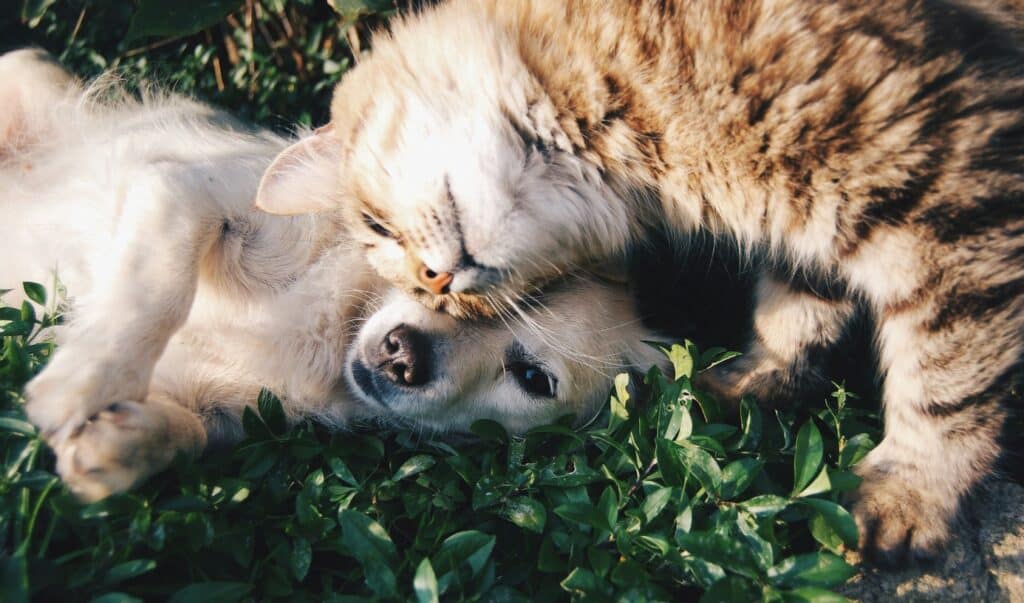 Pet Friendly Pet Insurance Tips