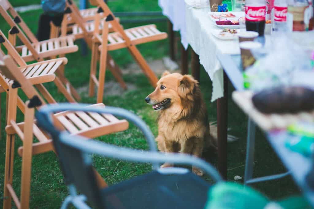 Dog Friendly Adoption Events