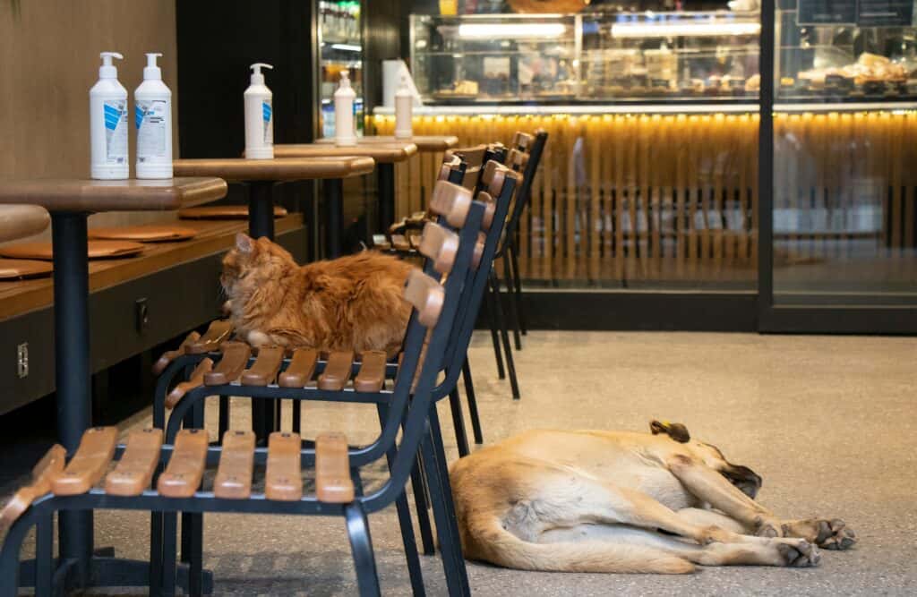 Dog Friendly Cafes