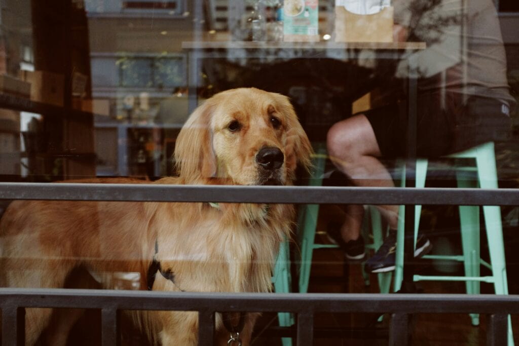Why Are Pet Friendly Rentals Expensive