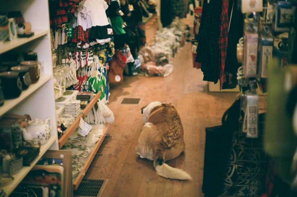 Is Pet Supermarket Pet Friendly