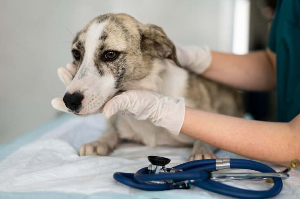 Why Are Pet Friendly Health Treatments Popular