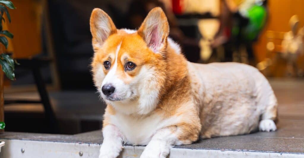 Are Dogs Allowed in Malls