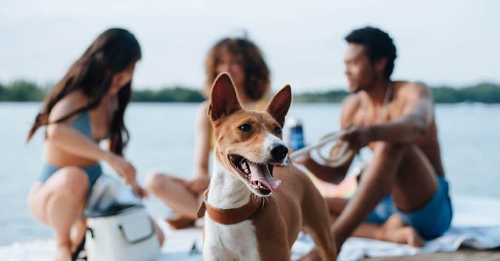 What Does Pet Friendly Mean