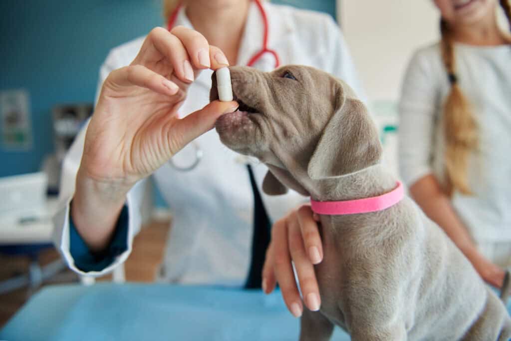 Why Are Pet Friendly Health Products Popular