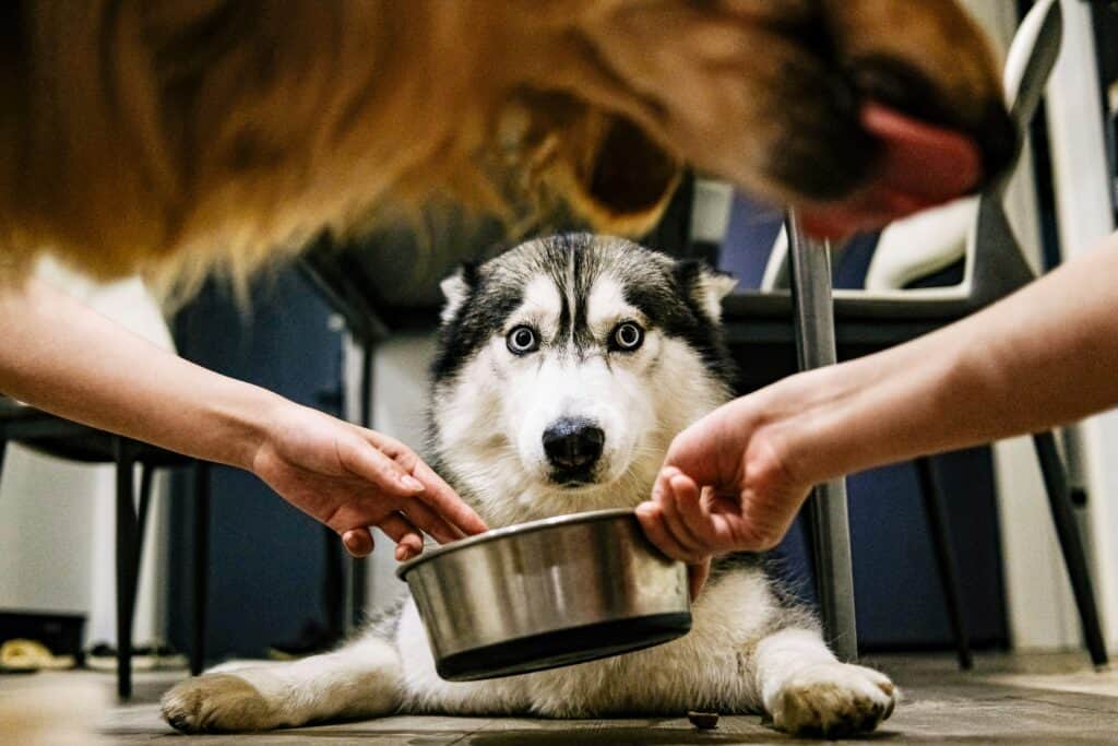 Are Pet Friendly Services Common