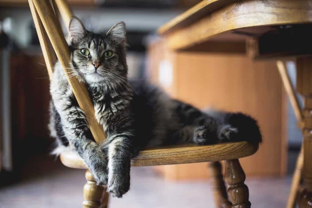 Will People Buy Stuff from a Pet-Friendly Home