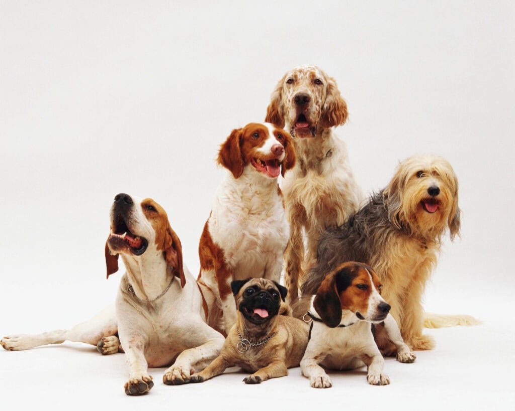 Are Pet Insurance Plans Pet Friendly