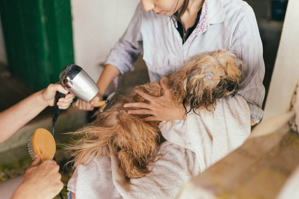 Pet Behavior & Care