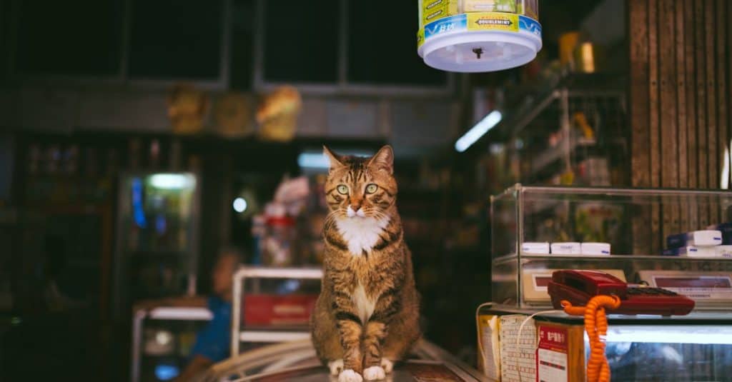 Pet Friendly Major Retail Stores