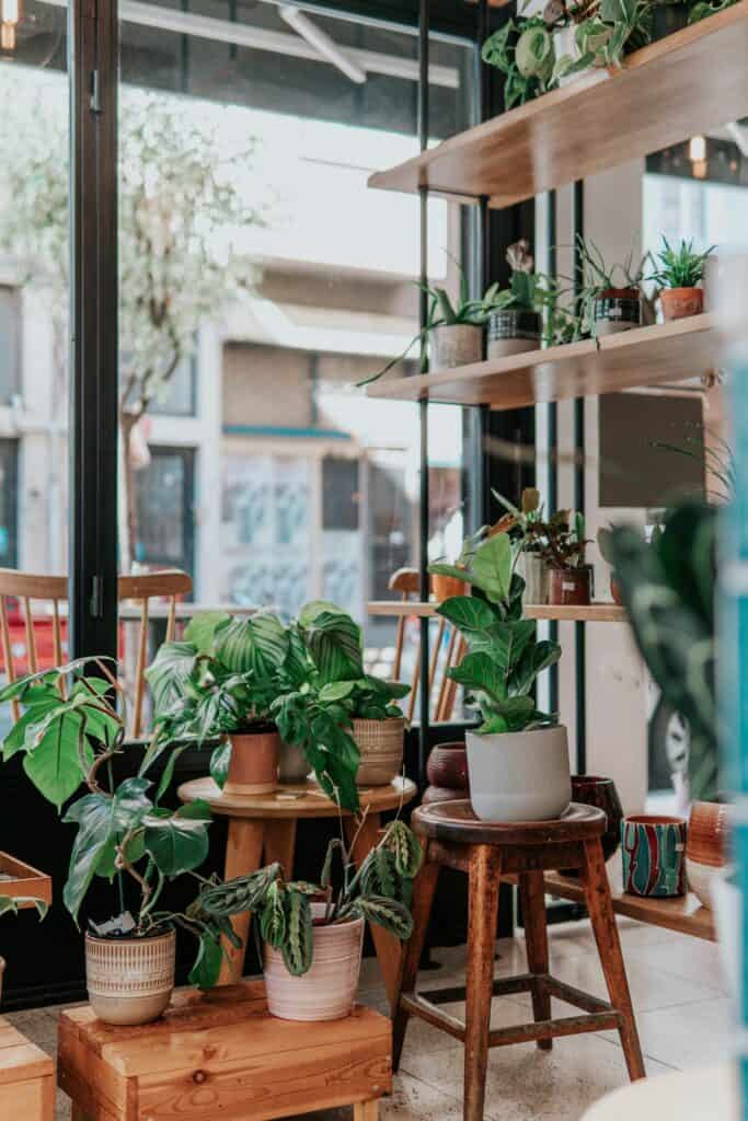 Safe Plants