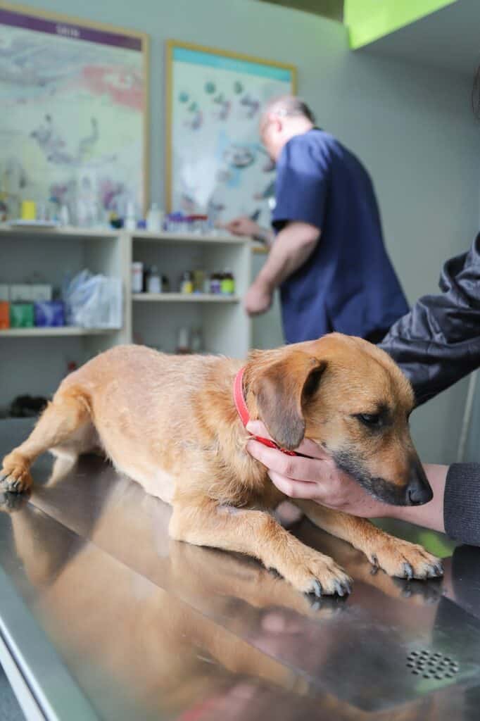 dog vet