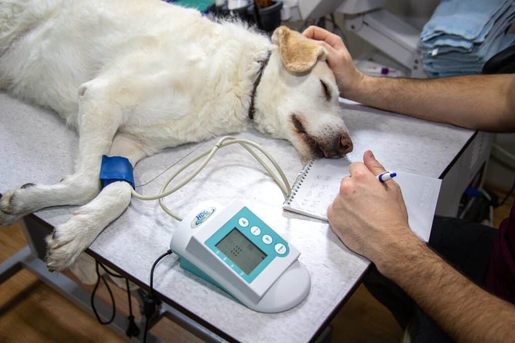 Dog Friendly Vet Clinics