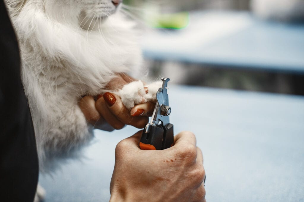 Cat Friendly Grooming Products