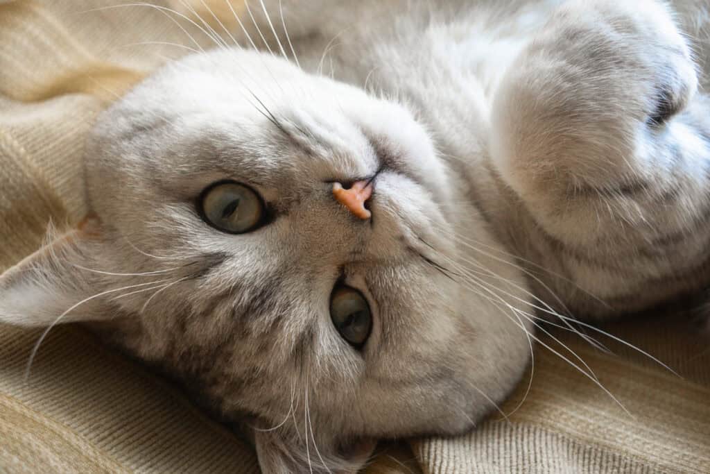 Cat Friendly Pet Food Options