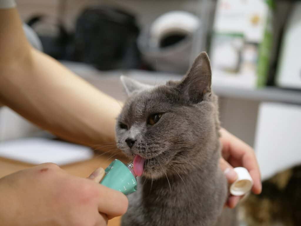 Cat Friendly Pet Health Resources