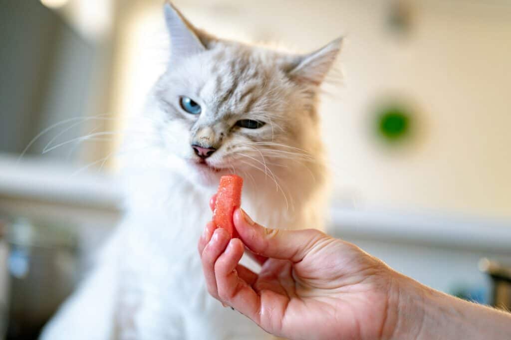 Cat Safe Pet Health Products